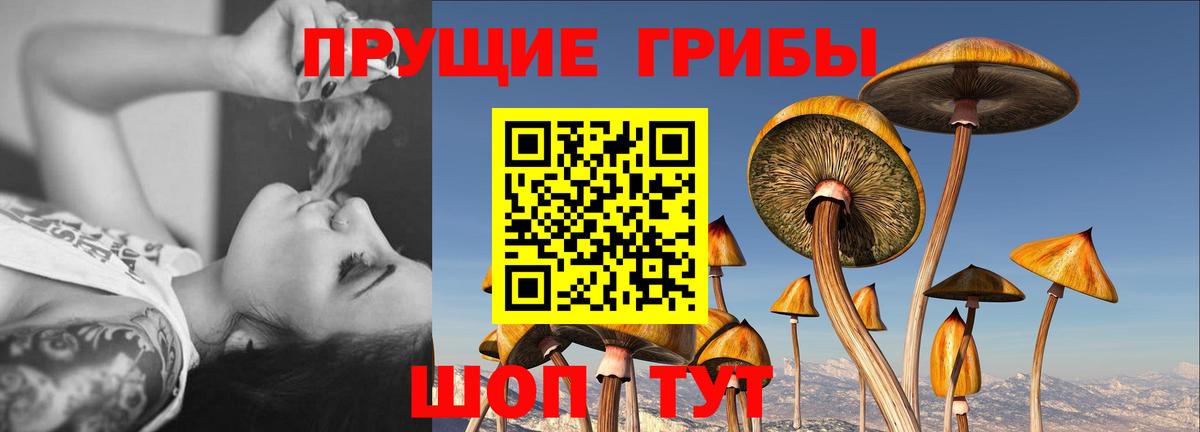 Псилоцибиновые грибы прущие грибы Тавда